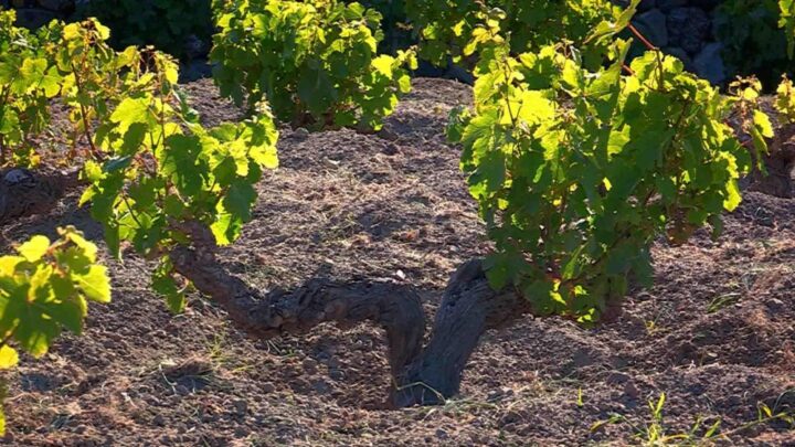 vigna-vino-pantelleria